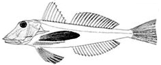 Chelidonichthys lucerna_claves.jpg